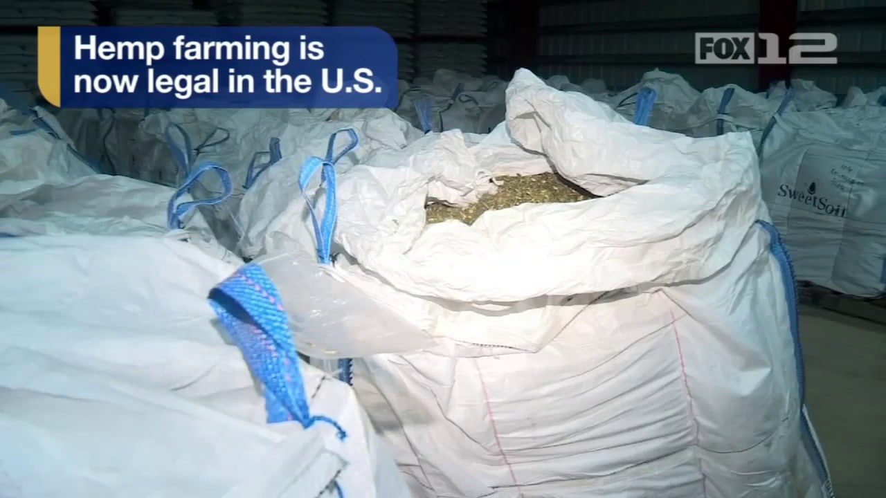 Video Hemp Farming Now Legal in the U.S.