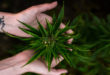 Marijuana Store