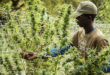 Marijuana Hemp